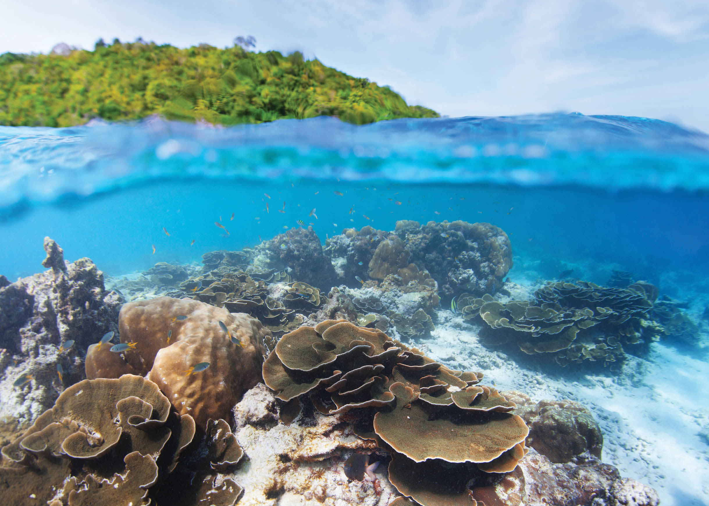 Split level shot of coral reef underwater and green island on the surface